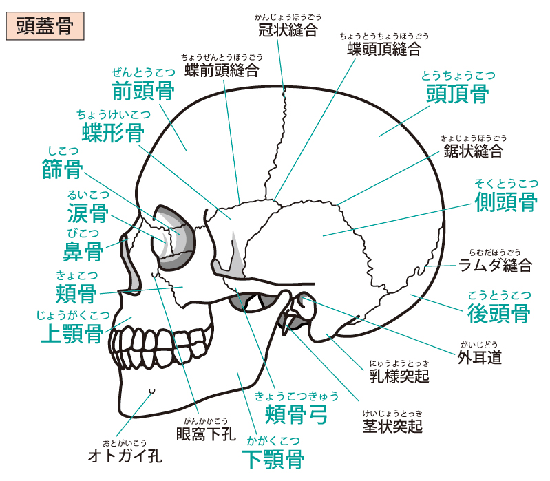 頭蓋骨を構成する骨
