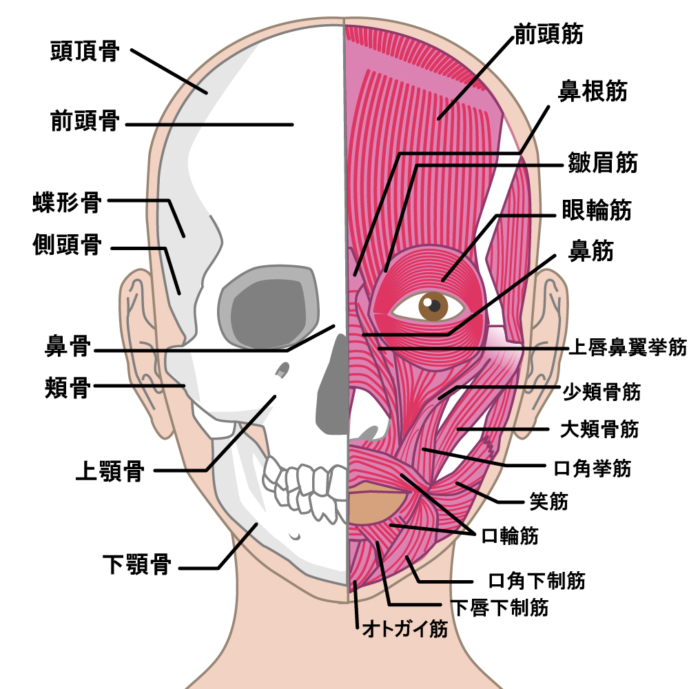 顔周りの筋肉が付着している骨/カイロライン多摩・唐木田整体室
