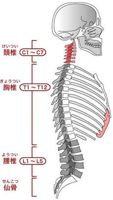 頸椎7番（C7）胸椎1番（T1）/カイロライン多摩・唐木田整体室