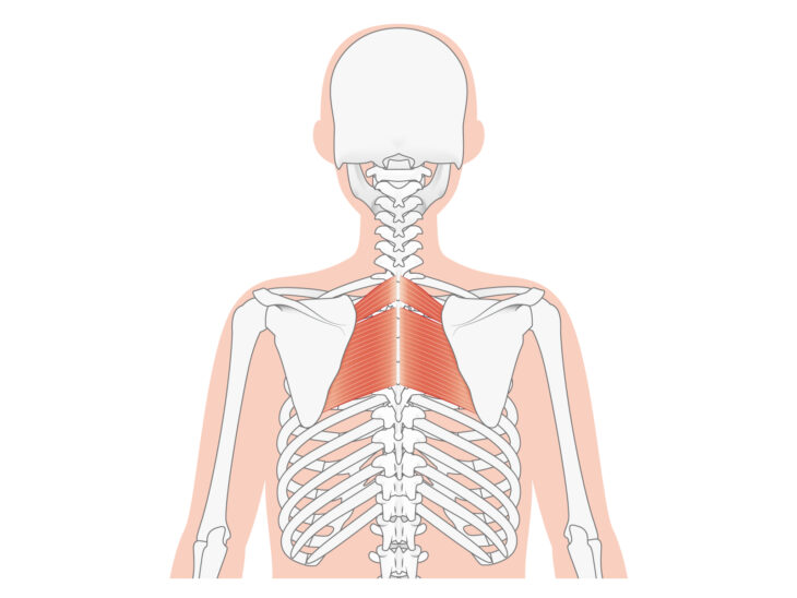 肩甲骨はがしのキー筋肉！菱形筋/カイロライン多摩・唐木田整体室