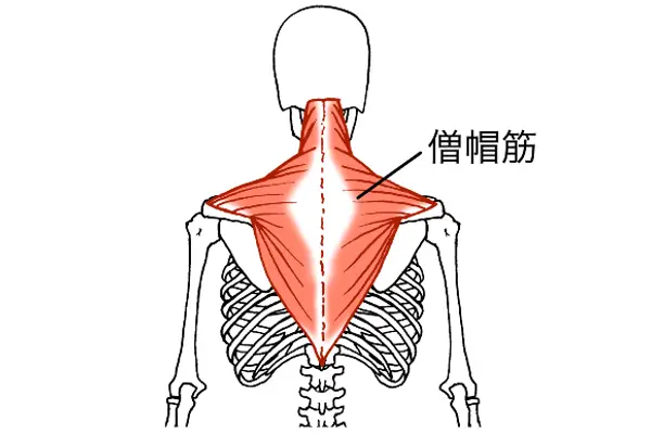 実は僧帽筋もバストを下げる要因/カイロライン多摩・唐木田整体室